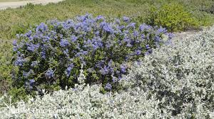 Image result for Ceanothus thyrsiflorus