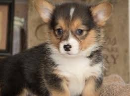 The approximate wait time for a puppy is five to six months after you ***if you are interested in purchasing one of our corgi puppies for sale, please also read. Pembroke Welsh Corgi Puppies Text 404 X 593 X 0958 Colorado Springs For Sale Colorado Springs Pets Dogs