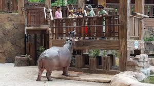 You may need to acquire an extra skill to tame pets from these families. Lost World Of Tambun Ticket In Ipoh City Travel Needs Help