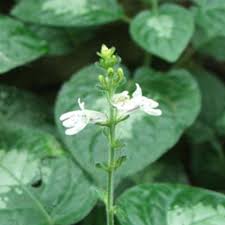 Image result for Avicenniaceae