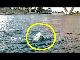 Maybe you would like to learn more about one of these? Tarpon Shark Attack Near Cruise Ship Youtube