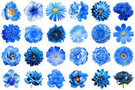 Maybe you would like to learn more about one of these? Blaue Blumen Und Ihre Bedeutung Floraqueen De