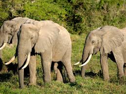 Most relevant best selling latest uploads. African Forest Elephant Species Wwf