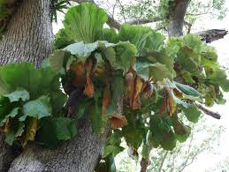 Image result for Platycerium elephantotis