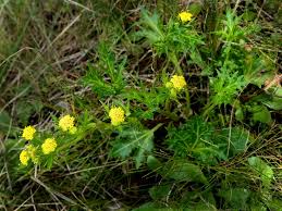 Image result for Sanicula