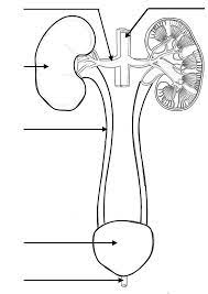 Free coloring sheets to print and download. Color And Label The Urinary System