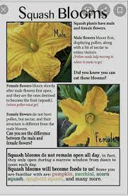 Do all squash have male and female flowers? At What Point Do You Pull Off The Flowers Of A Squash If You Want To Stuff The Flowers And Still Grow The Squash Quora