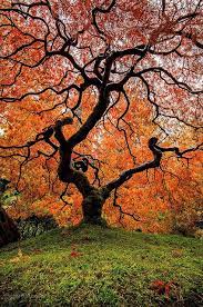 Japanese Maple Beautiful Tree Unique Trees Portland Japanese Garden