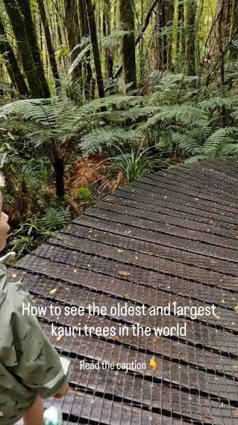 🌳Where to see the giant kauri trees of Northland!🌳, The oldest and largest kauri trees (Tāne Mahuta and Te Matua Ngahere) are both located in the Waipoua Forest, near the Hokianga Harbour, and easily ...