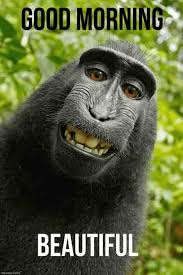 We did not find results for: 24 Super Funny Good Morning Images With Monkey