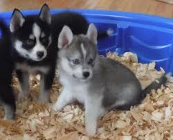 Maybe you would like to learn more about one of these? Pomsky Pets And Animals For Sale Florida