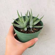 Ones to try include yucca and phormium. Pin On Miscellaneous Diy