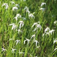 Image result for Rhynchospora rugosa