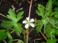 Image result for Geranium aculeolatum