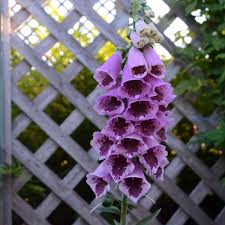 Image result for Digitalis purpurea