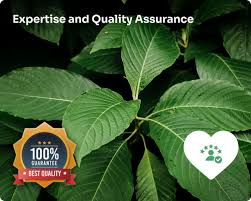 Image result for Mitragyna stipulosa