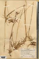 Image result for Andropogon amethystinus