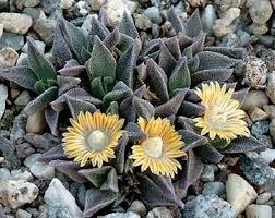 Image result for Nananthus