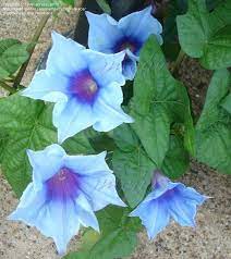 Japanese Morning Glory Light Blue Kikyo Ipomoea Nil At Daves Garden All Pictures Are Contrib Blue Flowers Garden Flower Garden Plans Morning Glory Flowers