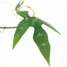 Image result for Adenia stolzii