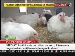 Creşterea puilor pentru carne / ioan huţu, emil sas, ioan. Cresterea Pasarilor De Curte Transformata Intr O Afacere Profitabila La Breaza Youtube
