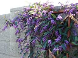 On some plants, flowers have a slightly bluish coloration. 7 Perrianal Ideas Plants Perennials Planting Flowers