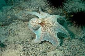 Information About Caribbean Reef Octopus Octopus Octopus Species Types Of Octopus