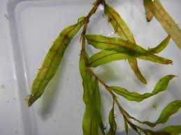 Image result for Potamogeton pusillus