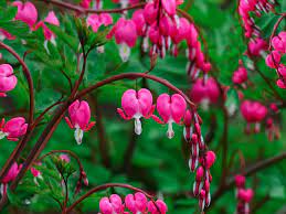 Definition of hearts and flowers in the definitions.net dictionary. Growing And Caring For Common Bleeding Heart