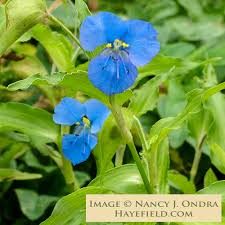 Image result for Commelina latifolia