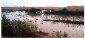 Image result for Pycreus fluminalis