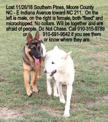 Find the best german shepherd puppy price! Lost Two Dogs German Shepherd And White Shepherd In Southern Pines Update Found Pets Thepilot Com