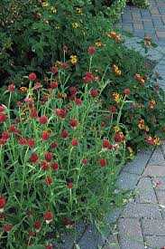 Uproar rose, queen red lime, queen lime orange, oklahoma salmon, oklahoma white 4. Fast Growing Fillers Finegardening