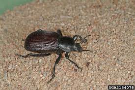 They may gather in large numbers on buildings and other structures. Top 20 Identified Insects Usu