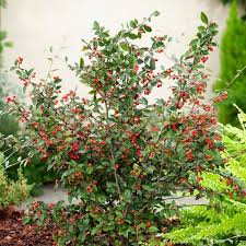 Image result for Cotoneaster franchetii