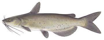 Details Channel Catfish