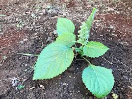 エゴマ 荏胡麻 の育て方 種からも栽培できる どんな栄養や効能がある Greensnap グリーンスナップ