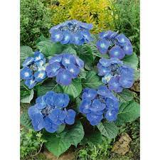 Hydrangea Black Stem Blue Hydrangea Lush Green Stem