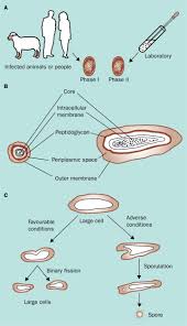 Image result for Q Fever