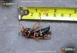 We did not find results for: Cicada Killer Sphecius Speciosus
