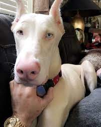 pin ot polzovatelya elena na doske dog