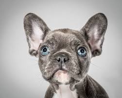 Portsmouth, nh, pet photographer, new hampshire, ma, nh, kimberlysarahphotography, orlando, fl, orlando, central florida, fl, charleston, sc, sc, charleston Top 10 Best Pet Photographers In The World Topteny Com