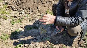 Nucul este un arbore care te impresioneaza: Afacere Cu Nuci Romanesti Un TanÄr MehedinÅ£ean A InfiinÅ£at O LivadÄ De Nuci Pe Un Teren Primit Mostenire Lumea Satului