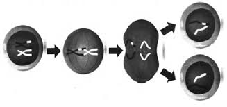 ÐÐ°ÑÑÐ¸Ð½ÐºÐ¸ Ð¿Ð¾ Ð·Ð°Ð¿ÑÐ¾ÑÑ Ð¿ÐµÑÐ²Ð¾Ðµ Ð´ÐµÐ»ÐµÐ½Ð¸Ðµ Ð¼ÐµÐ¹Ð¾Ð·Ð° ÑÐ¸ÑÑÐ½Ð¾Ðº
