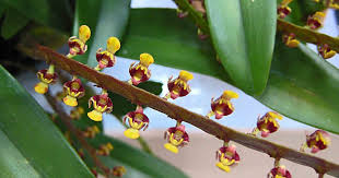 Image result for Bulbophyllum falcatum