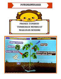 Matahari sebagai sumber energi utama bagi kehidupan di bumi. Sains Tahun 4 Tumbuhan Sk Sungai Mengkuang Facebook