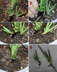 Aloe vera nedir, faydaları nelerdir, nasıl cilt bakımı yapılır, saç maskeleri ve cilt maskeleri ile güzellik sırları nelerdir gibi soruların cevaplarını sizler için hazırladık. Aloe Vera Uretimi Cogaltma Plant Home