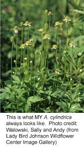 Image result for Anemone transvaalensis