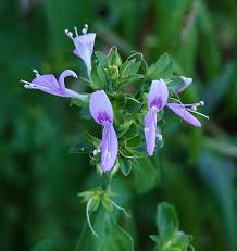 Image result for Dicliptera