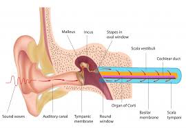 Image result for Whispered Voice Testing